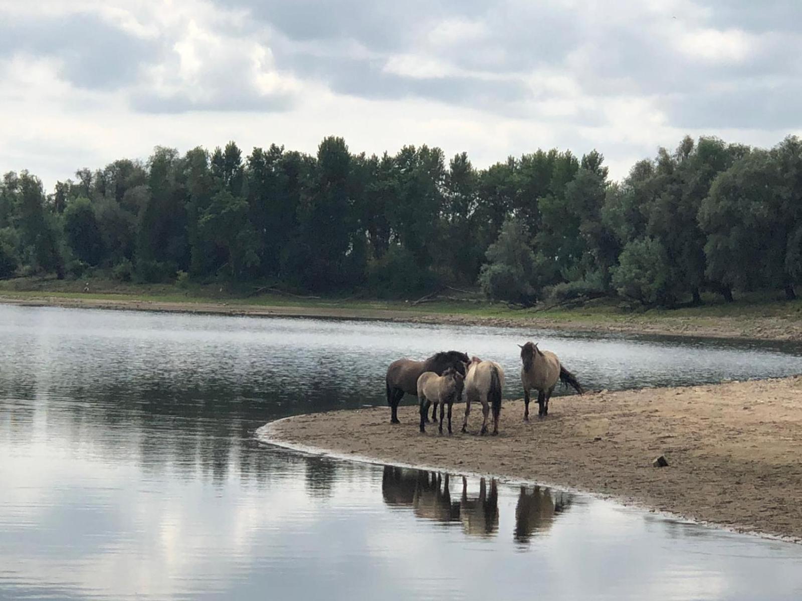 De Hazelaarshof Luxe Glampingtent Bij Natuurgebied De Millingerwaard Kekerdom Luaran gambar